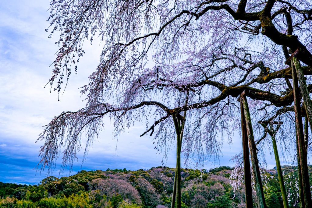 持統天皇お手植えのしだれ桜