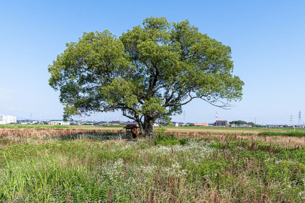 尾張名所図会の青木地蔵