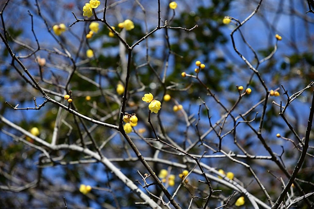 素心蝋梅の花