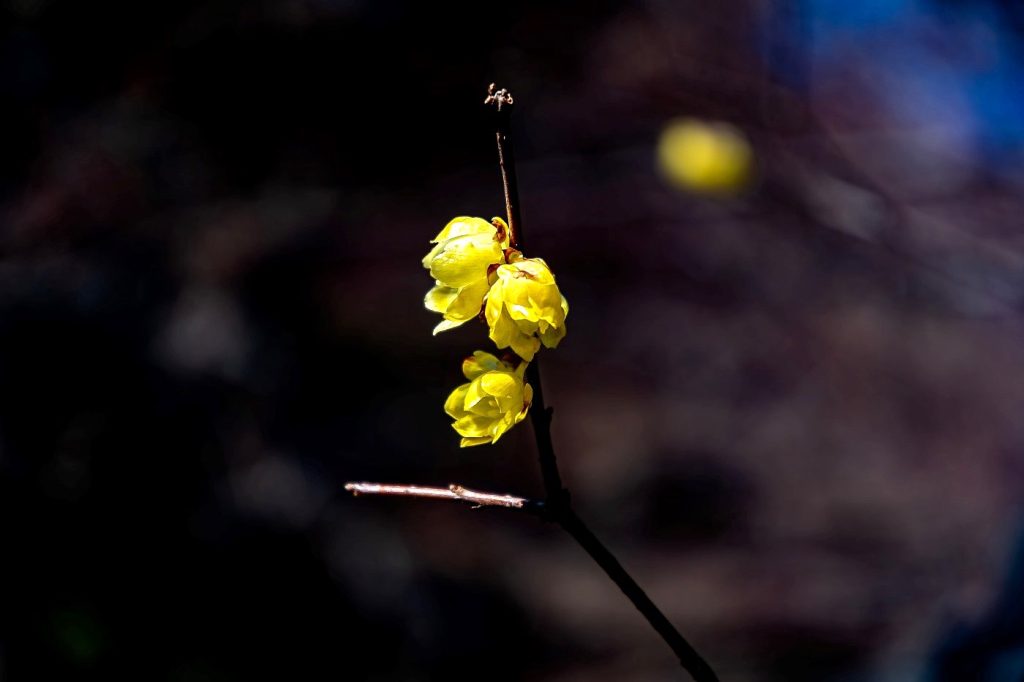 素心蝋梅の花