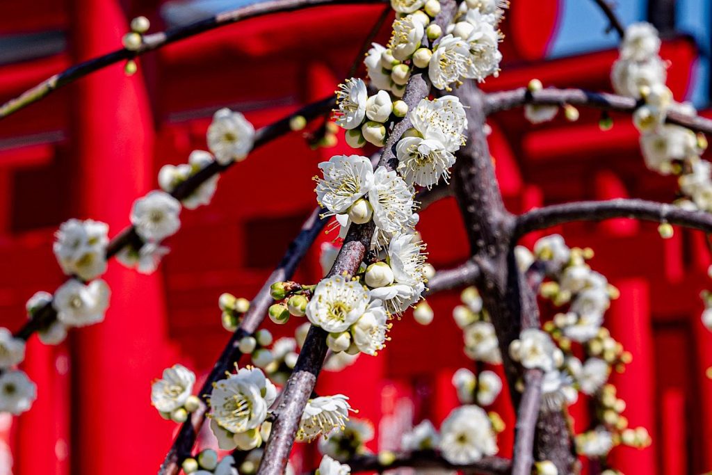 伊賀八幡宮に春が来た