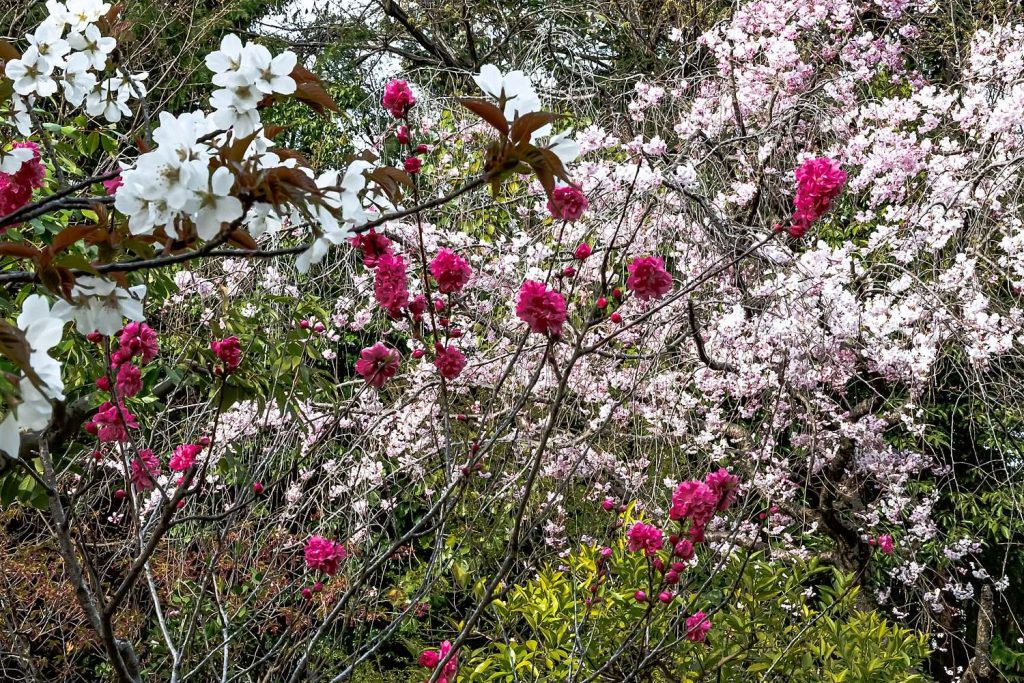 しだれ桜と源平桃