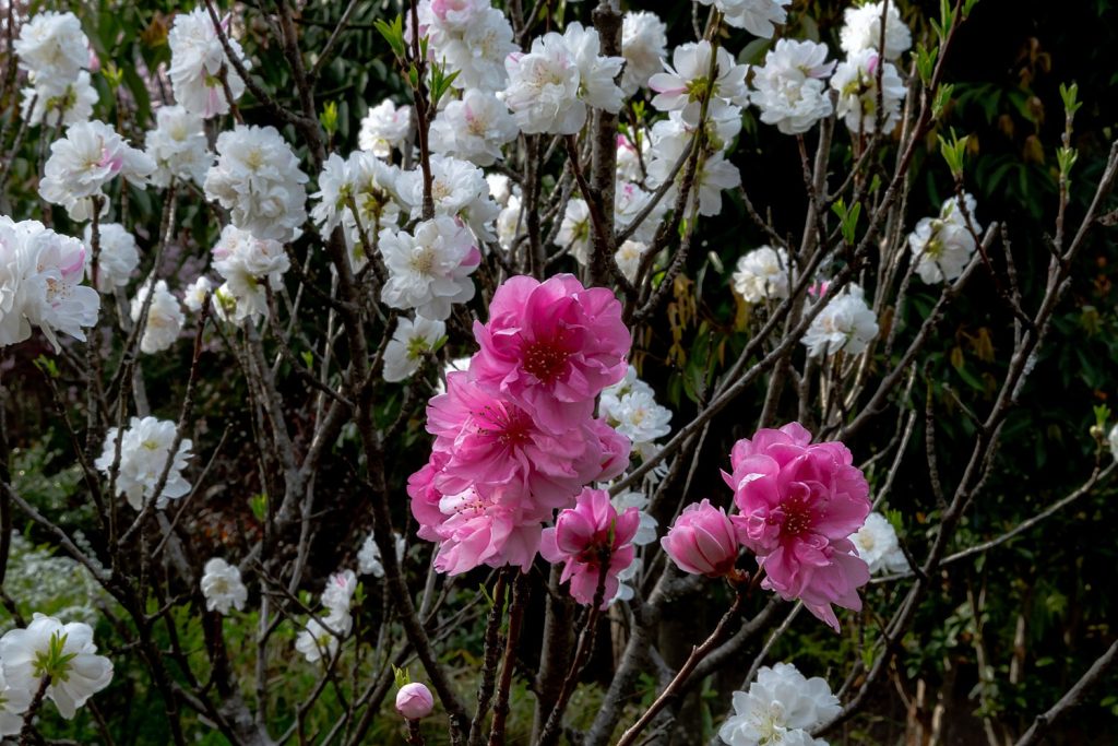 しだれ桜と源平桃