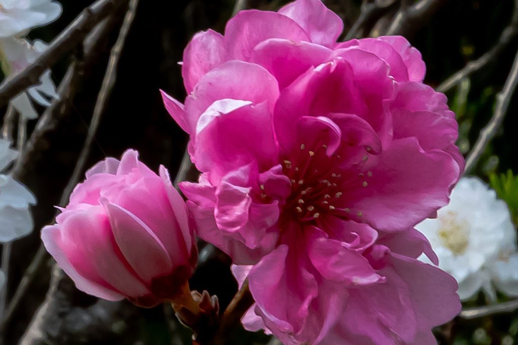 しだれ桜と源平桃
