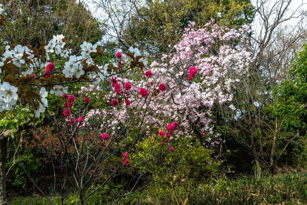 花桃としだれ桜