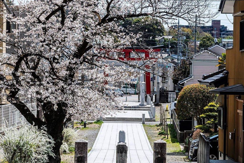 伊賀八幡宮伊賀川の桜