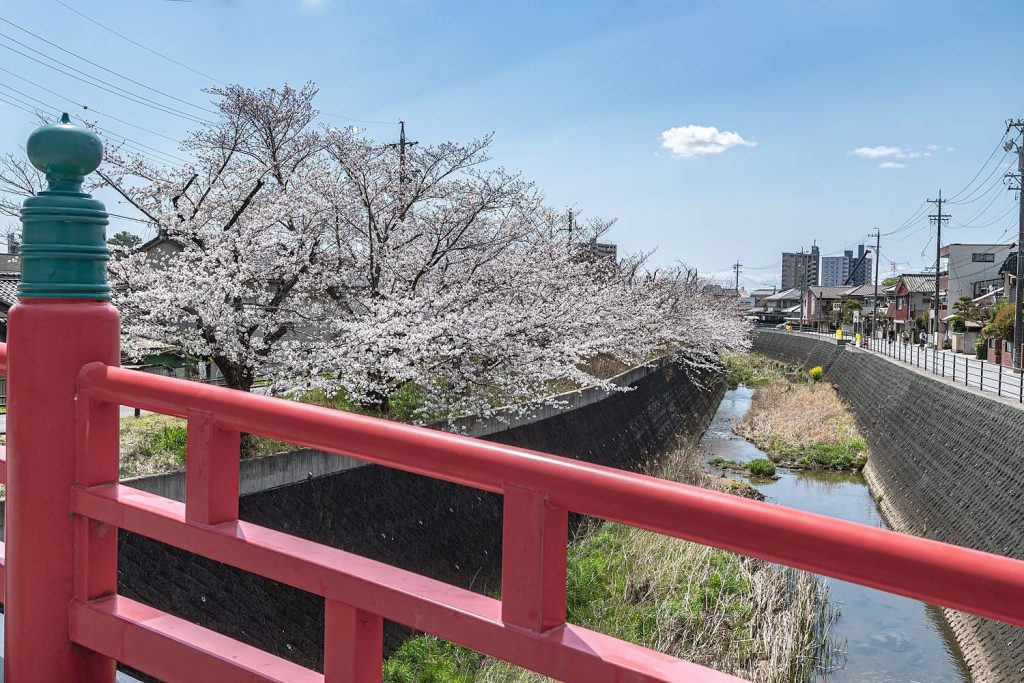伊賀八幡宮伊賀川の桜