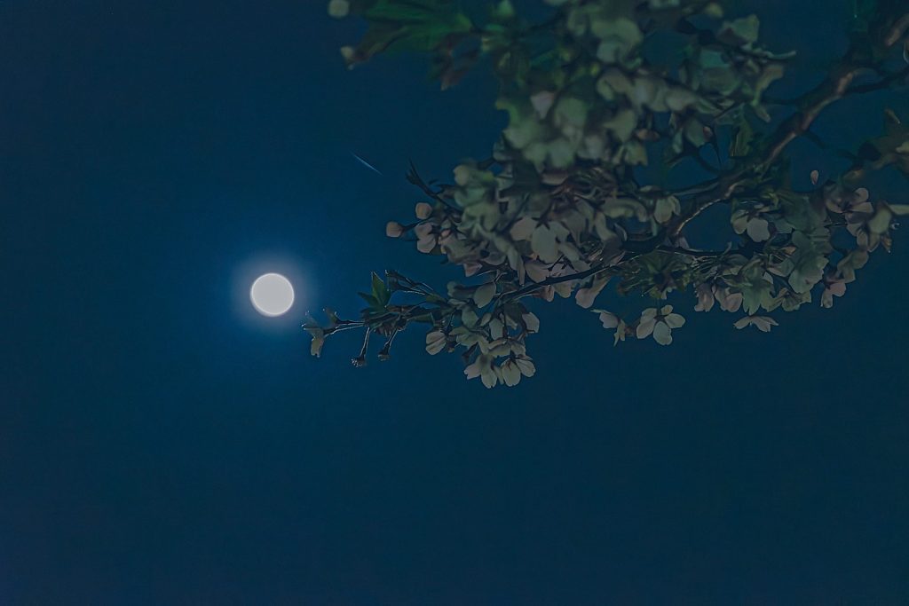 写真：今年は桜が長く楽しめています。