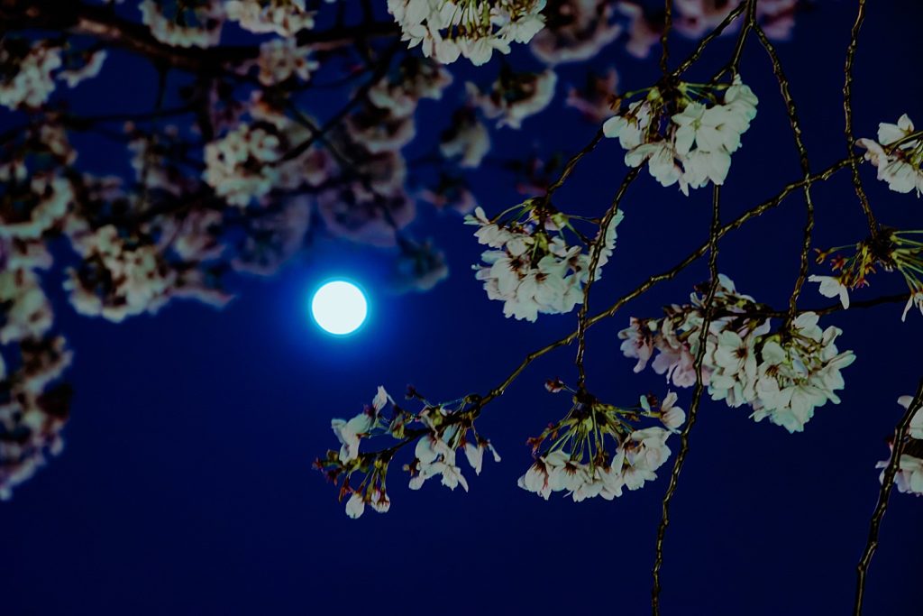 写真：今年は桜が長く楽しめています。