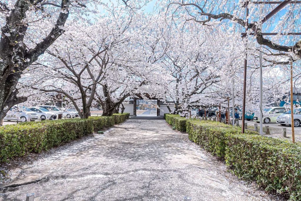 Gyōfukuji Temple: A Hidden Cherry Blossom Spot in Toyota City
