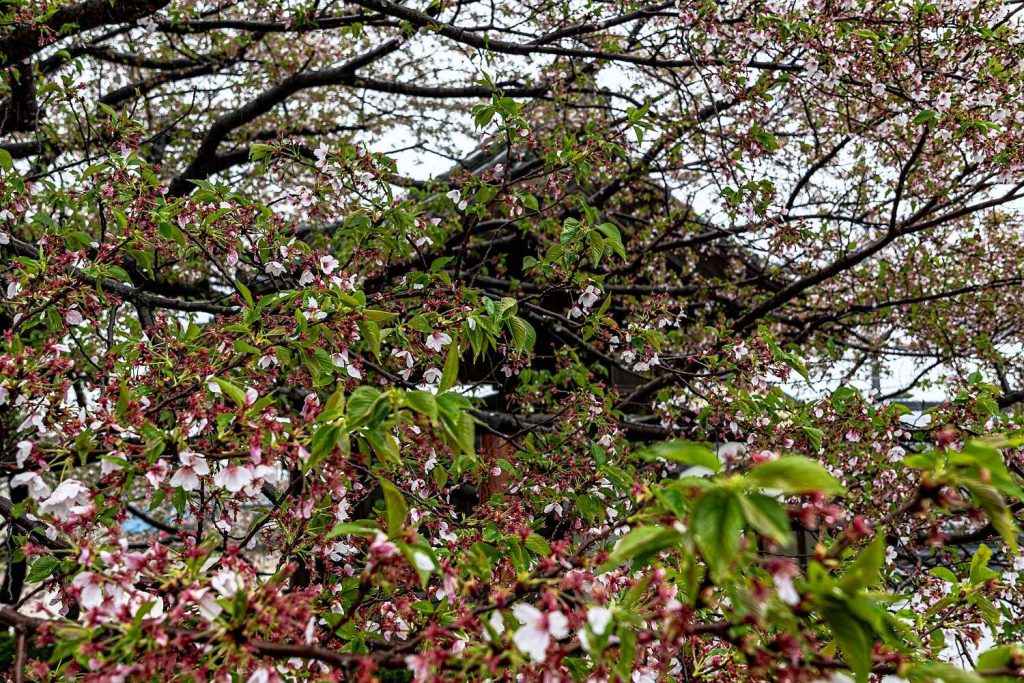 散った桜と行福寺三門