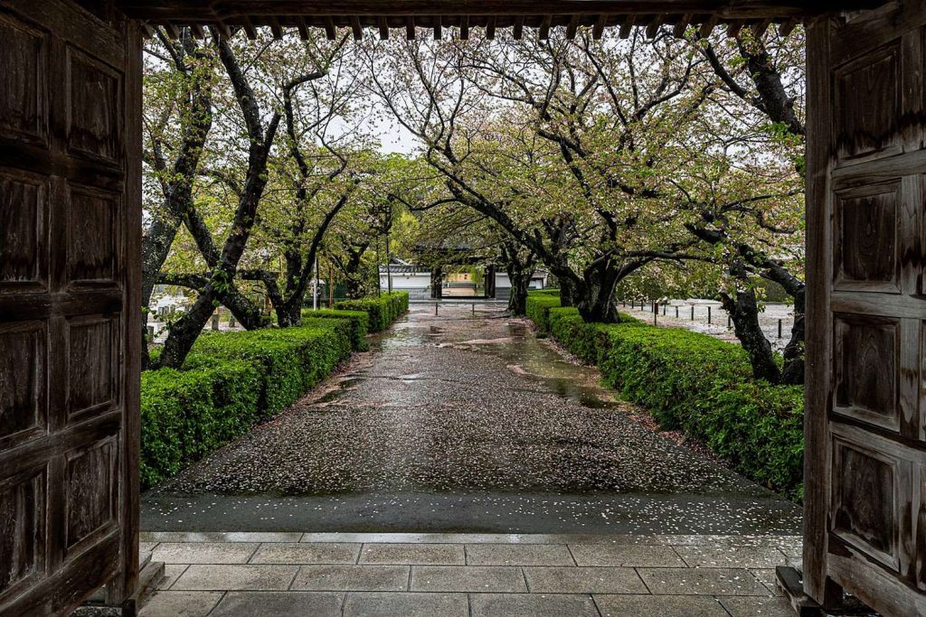 行福寺の桜が散ってしまった