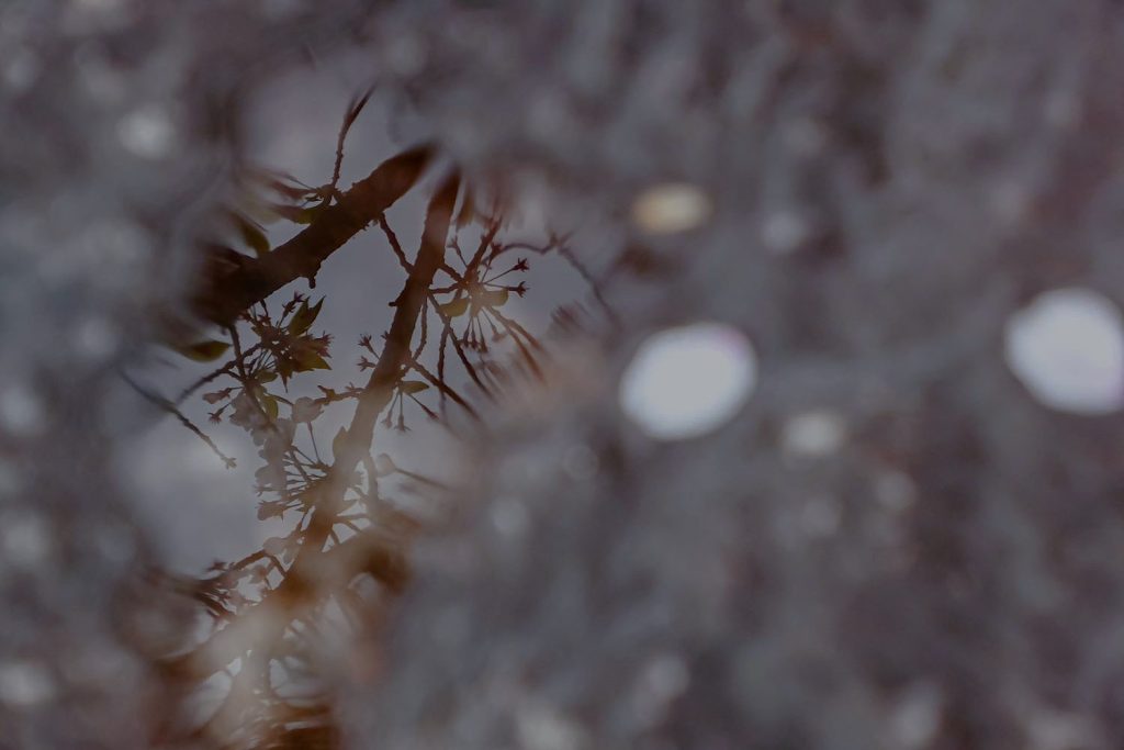 写真：今年は桜が長く楽しめています。