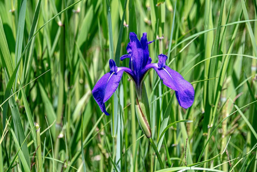 カキツバタが3分咲きです