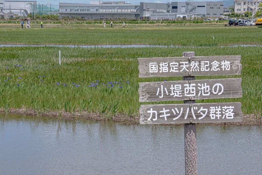 カキツバタが3分咲きです