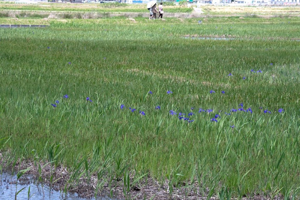 カキツバタが3分咲きです