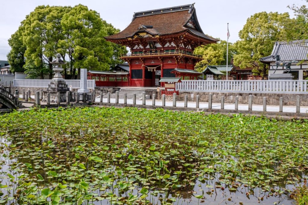 伊賀八幡宮の蓮池が生き生きし始めた