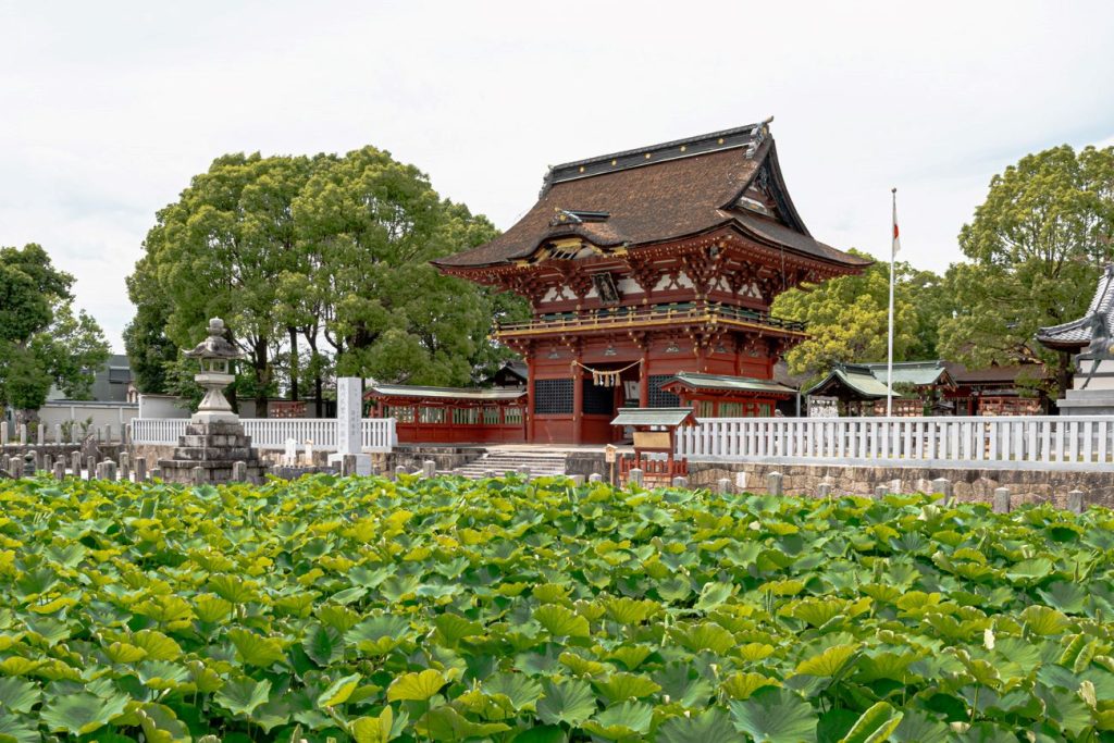 伊賀八幡宮の蓮の葉が大きくなってきた