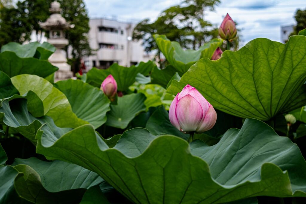 伊賀八幡宮ハスのつぼみ