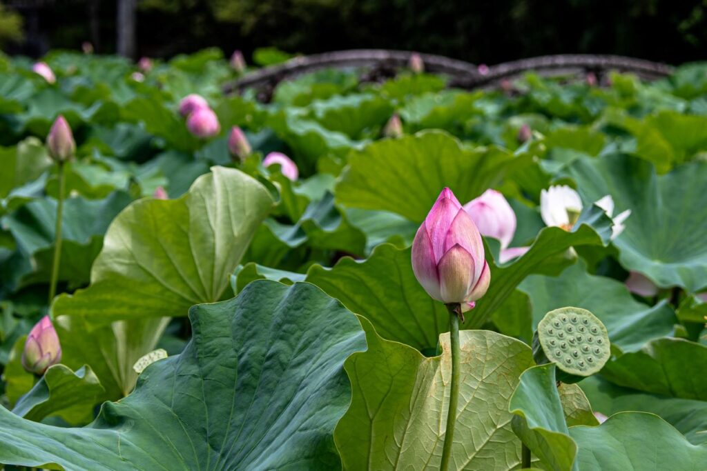 今、伊賀八幡宮は美しい季節を迎えています。