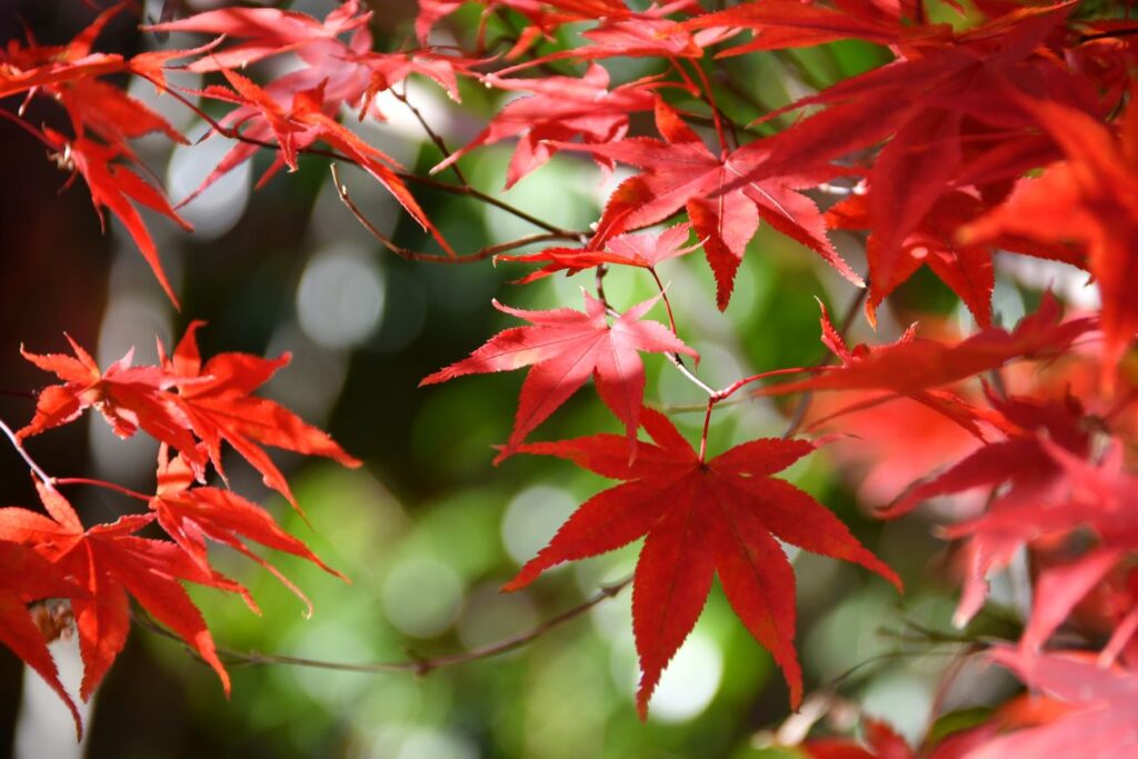 今年の紅葉は破綻のない美しい赤